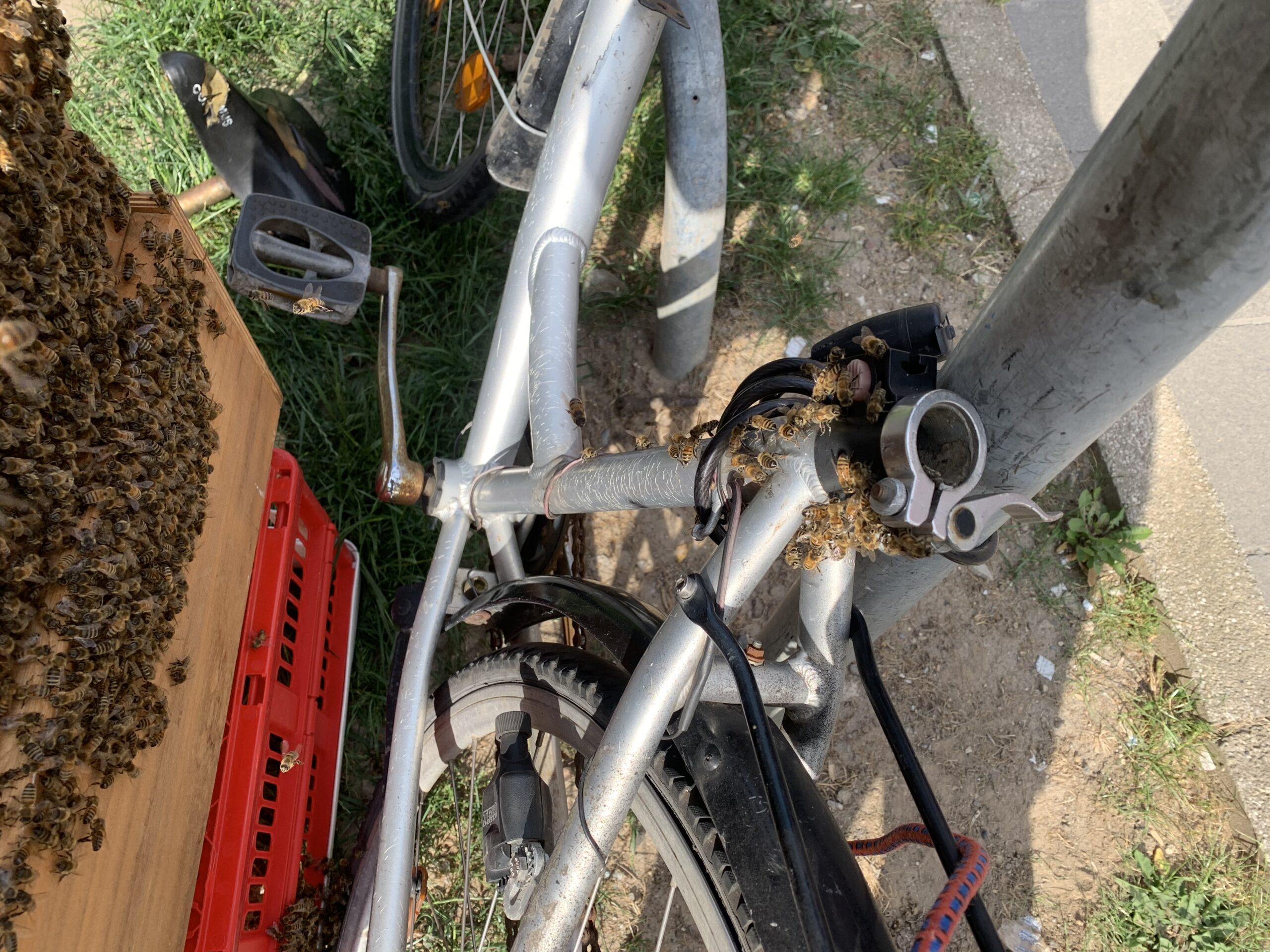 Bienenschwarm in Krefeld Rettung von einem Fahrrad